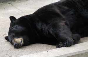 Oso negro amaricano