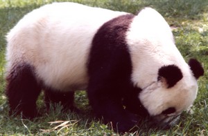 Oso panda